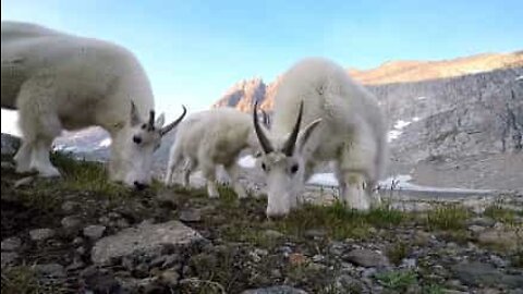 Friendly goats wake up camper at a national park in Montana