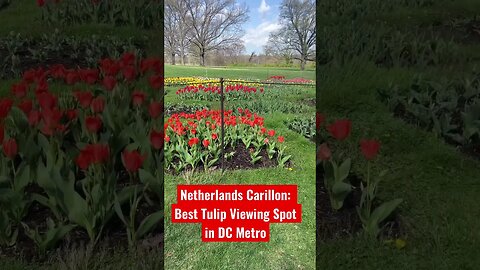 Netherlands Carillon: Best Tulip Viewing Spot in DC Metro #Shorts