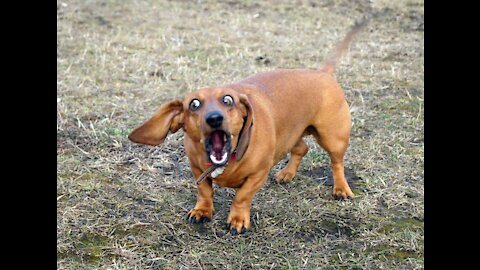 walking with a dachshund