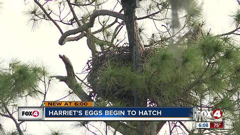 Harriet's eggs starting to hatch