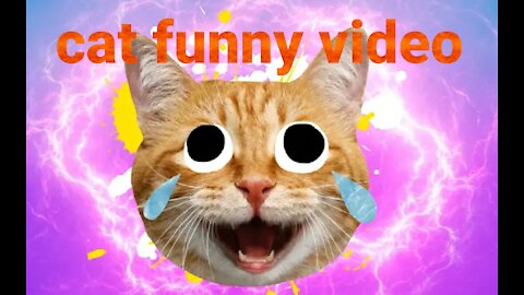 Cat funny video