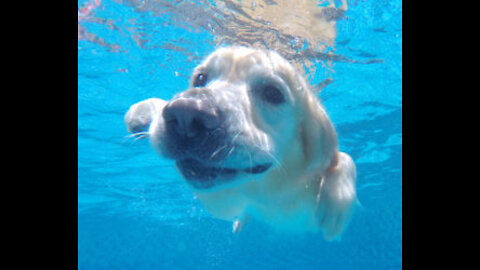 How To Teach Your Dogs To Swim In The Water