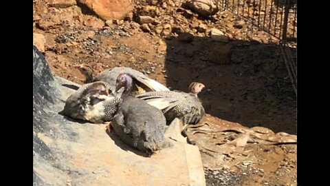 Guinea fowl keets sun bathing on the tarp! 10-11 weeks old