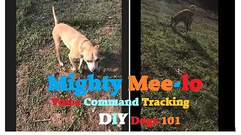 DOGS Voice Command | Tracking to Get Gopher | Dog Easy 101 | DIY in 4D Good Boy