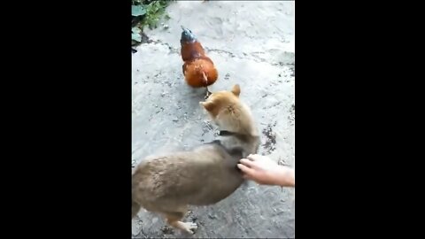 Cute puppy vs chicken fights