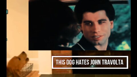 This Dog HATES John Travolta