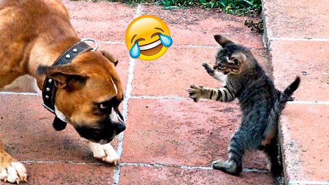 Best Funny Dogs And Cats Videos 🐶😹 - Funny Animals Compilation 2022😂