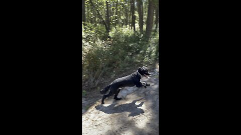 Zephyr loves the woods