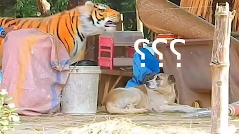 Troll Prank Dog Funny & fake Lion and Fake Tiger Prank To dog & Huge Box Prank PART1