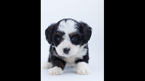 #cute #puppy #barking cuteness overload.