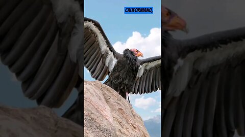 condor californiano e a esperança alada