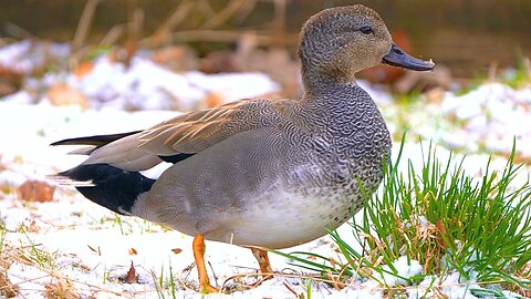 Close-up of the New Gadwall Duck Male, also Featuring the Female