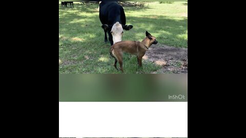 Rescue Malinois learns not to freeze when around aggressive cows.