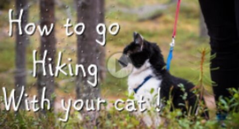 HIKING WITH YOUR CAT ? YOU CAN DO IT !