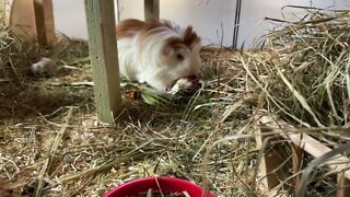 Guinea pigs Fergus and Tibby sharing a Snack