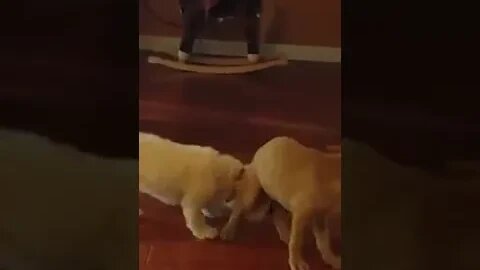 Roxie and Evee Playing 2