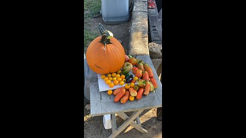 Pumpkin Pickin