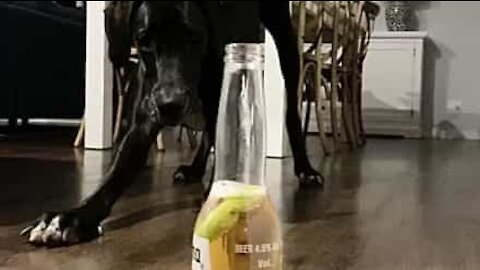 Dog doesn't trust Corona beer