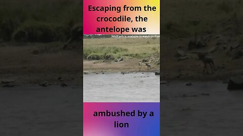 Escaping from the crocodile, the antelope was ambushed by a lion