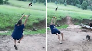 Corgi wanders into swinging path for adorable epic fail