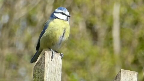 Beautiful Bird Music,Relaxing Meditation Music, Strees Relief music🦜🦜🦜🦜