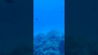 Coral Reef from a Submarine!