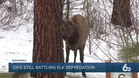 Fish and Game says elk depredation prevention efforts are working