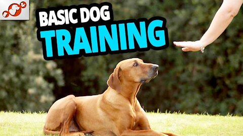 Basic Dog training – top ten Essential Commands each Dog should Know!