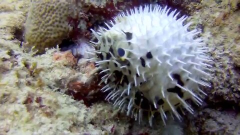 Octopus vs. Pufferfish