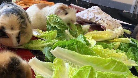 Guinea pigs breakfast is served