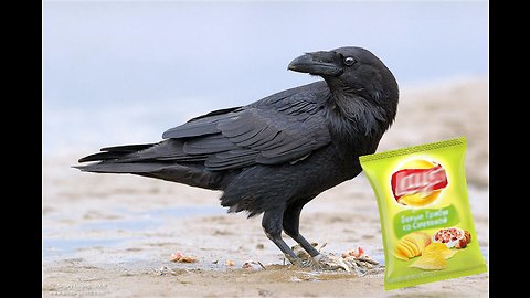 The raven found a bag for chips