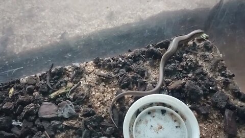 A LITTLE BROWN SKINK HUNTING A GREEN-STRIPED GRASSHOPPER (10/03/23) 🎶