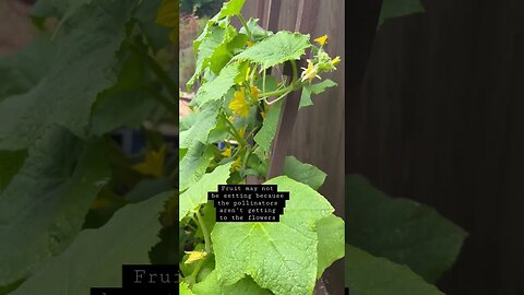 Hand Pollination of Cucumber Plants#cucumber #pollination