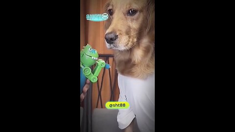 funny Dog eating lolipop