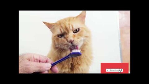 #babycat #funnycats Baby Cats - Cute and Funny Cat Videos Compilation #34 | Aww Animals