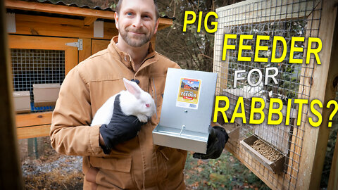 Baby PIG feeder for Rabbits?