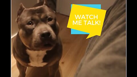 Funny Talking Dog - American Bully Is So Smart!