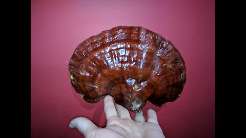 Wild Reishi