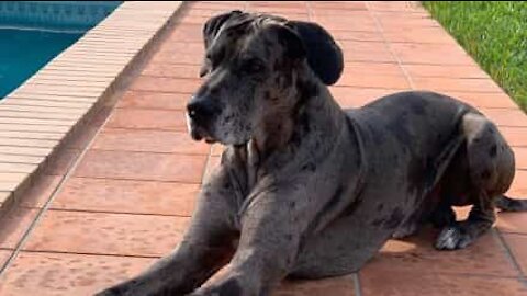 Dogue Alemão destrambelhado cai da cama