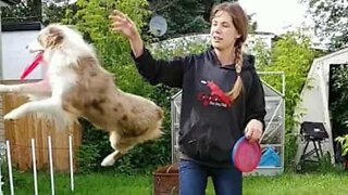 Vixey: the expert frisbee chasing dog