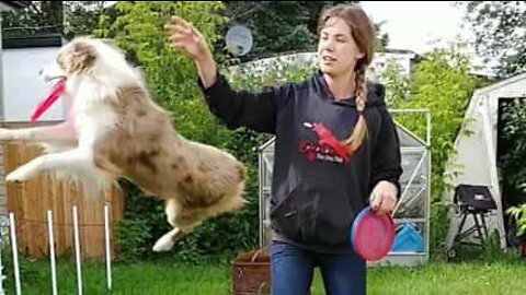 Vixey: the expert frisbee chasing dog