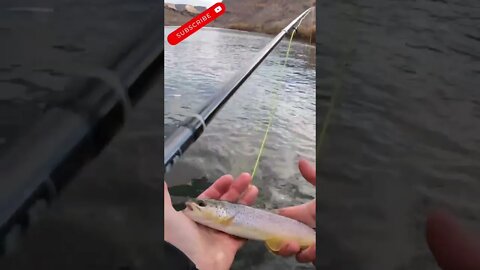 Gold medal waters | Brown Trout release.