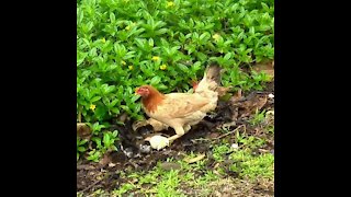 Wild chickens Hawaii