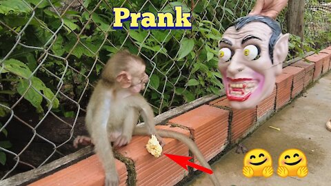 Prank monkey ,Dog | Cat, monkey reaction when he meets the mask halloween ,Troll khỉ chó mèo.