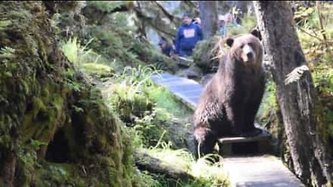 Um encontro com um urso nada assustador!