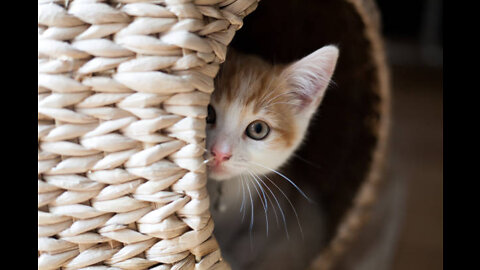 Curious Cat Exploring a World Map