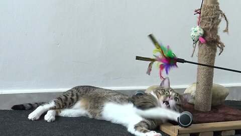 Funny Cat Plays on His Scratching Post