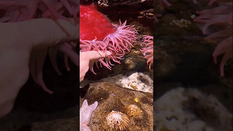 Sea Anemone Love #summerloadingwithyoutube #shorts