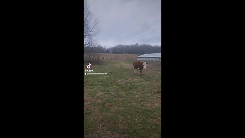 Happy cows and calves.