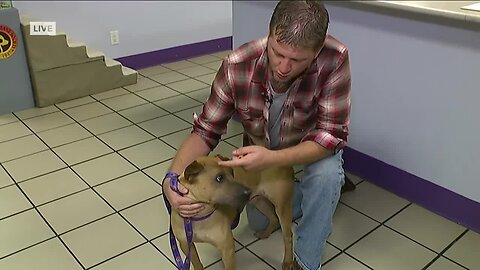 Fostering pets at Gulf Coast Humane Society amid COVID-19 outbreak